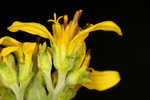 Yellow crownbeard